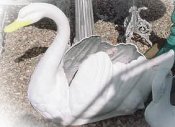 swan planter
